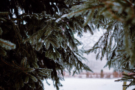 Frosted spruce 3 photo