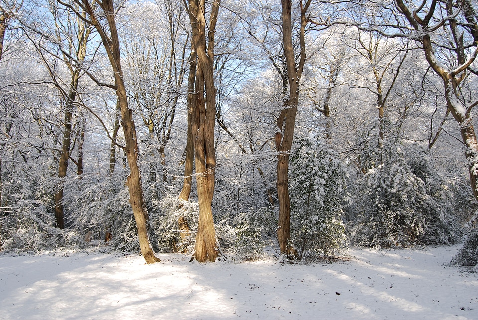 Tree snowfall cold photo