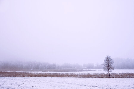 Foggy winter day in the field 3 photo