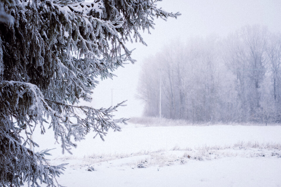 Foggy winter day in the field 4