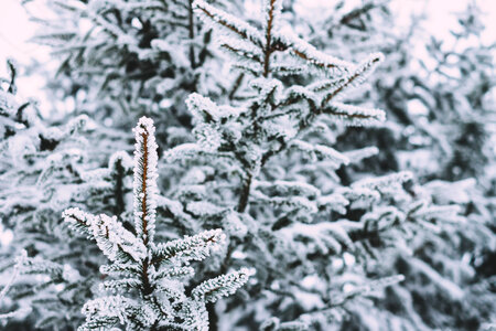 Frosted spruce 2 photo
