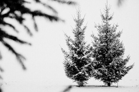 Snow covered spruce in black and white