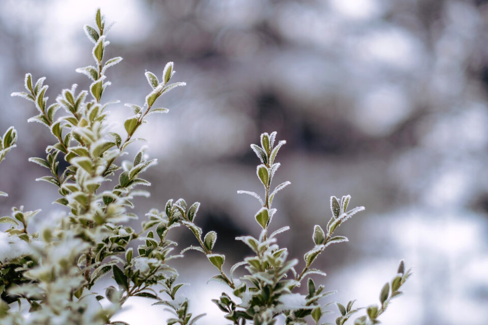Frosted boxwood bush