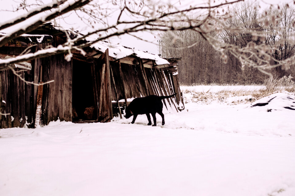 A dog walking towards a wooden shed in the countryside 2