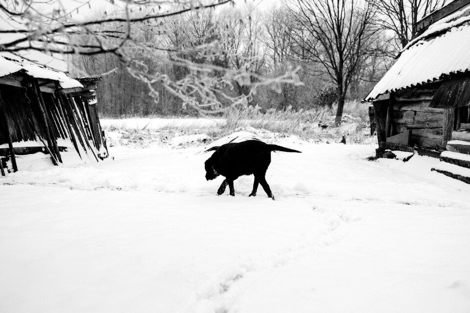 A dog walking towards a wooden shed in the countryside