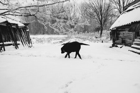 A dog walking towards a wooden shed in the countryside