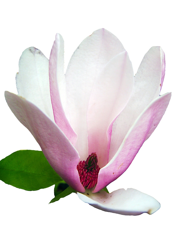 Spring blossom bloom