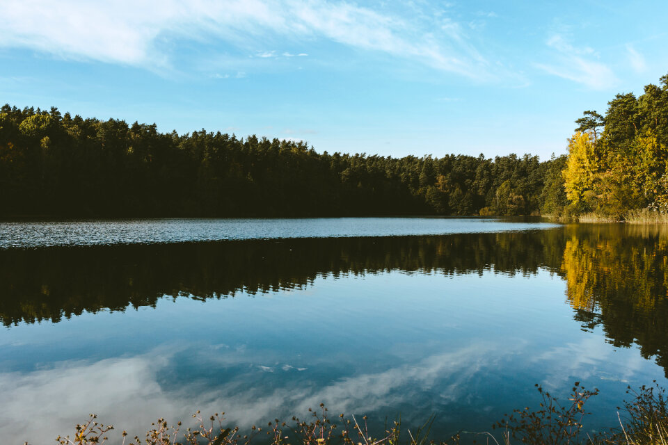 Calm lake surrounded by forest
