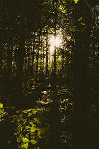 Sun shining through trees in the forest