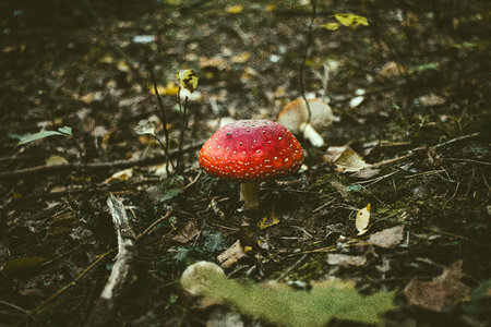 Fly agaric mushroom growing in the forest photo