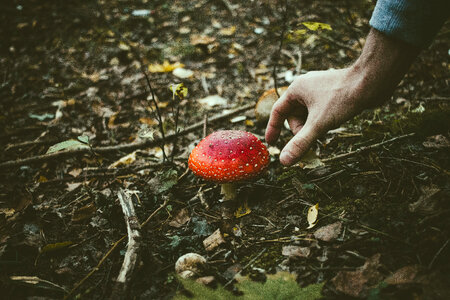 Man about to pick a fly agaric mushroom photo