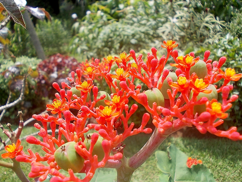 Red yellow fruits