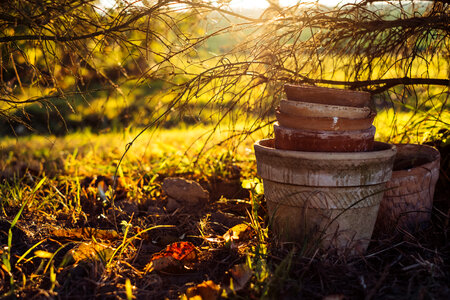 Old clay flower pots under a spruce 2 photo