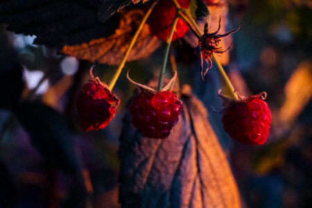 Raspberry bush closeup 3