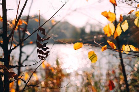 Autumn tree twigs by the lake photo
