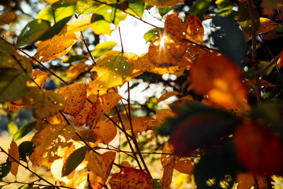 Autumn cherry tree leaves 2 photo