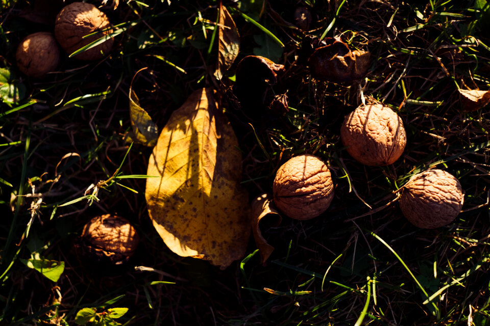 Walnuts on the ground 2