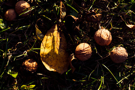 Walnuts on the ground 2 photo