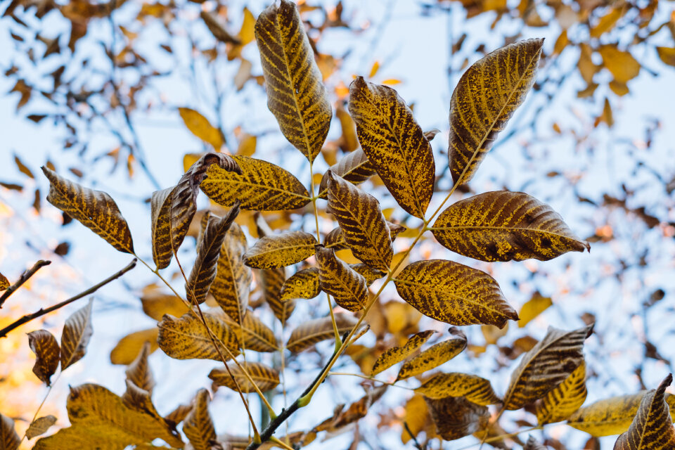 Autumn walnut tree leaves