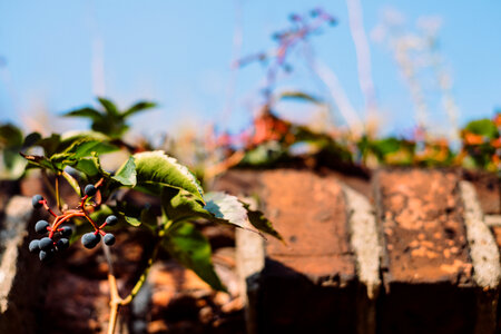 Dacorative grapes on a wall closeup 2