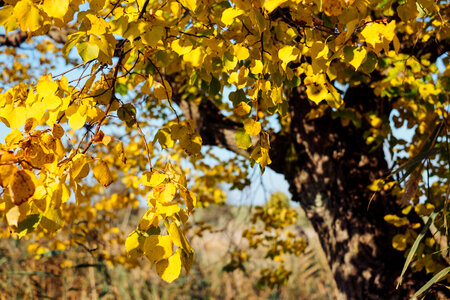 Autumn linden tree photo