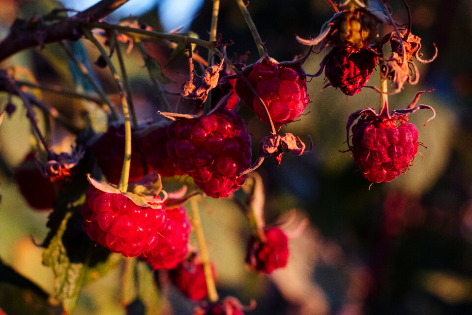 Raspberry bush closeup