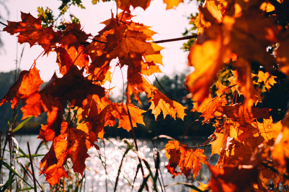 Autumn maple tree by the lake photo