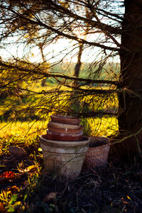 Old clay flower pots under a spruce photo