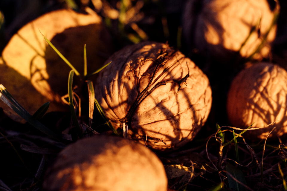 Walnuts on the ground closeup