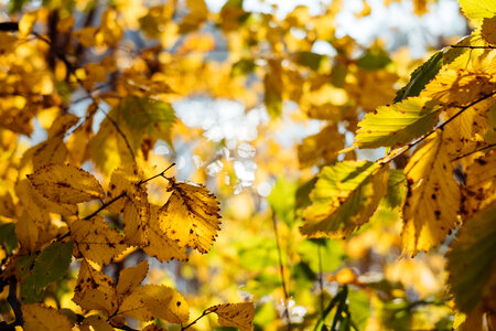 Birch yellow leaves photo