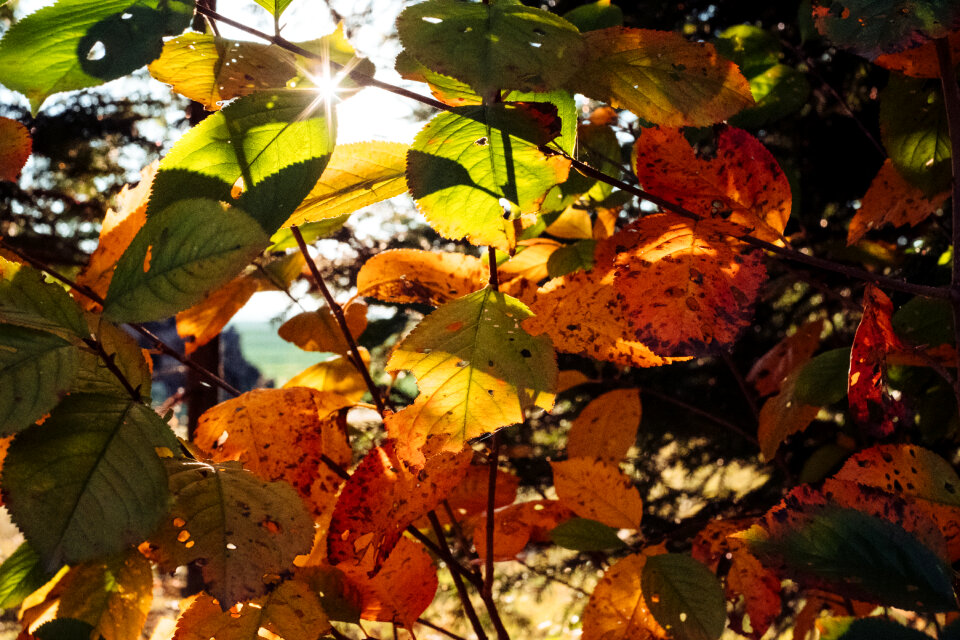 Autumn cherry tree leaves