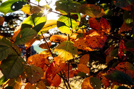Autumn cherry tree leaves photo