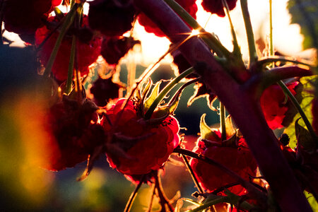 Raspberry bush closeup 2 photo