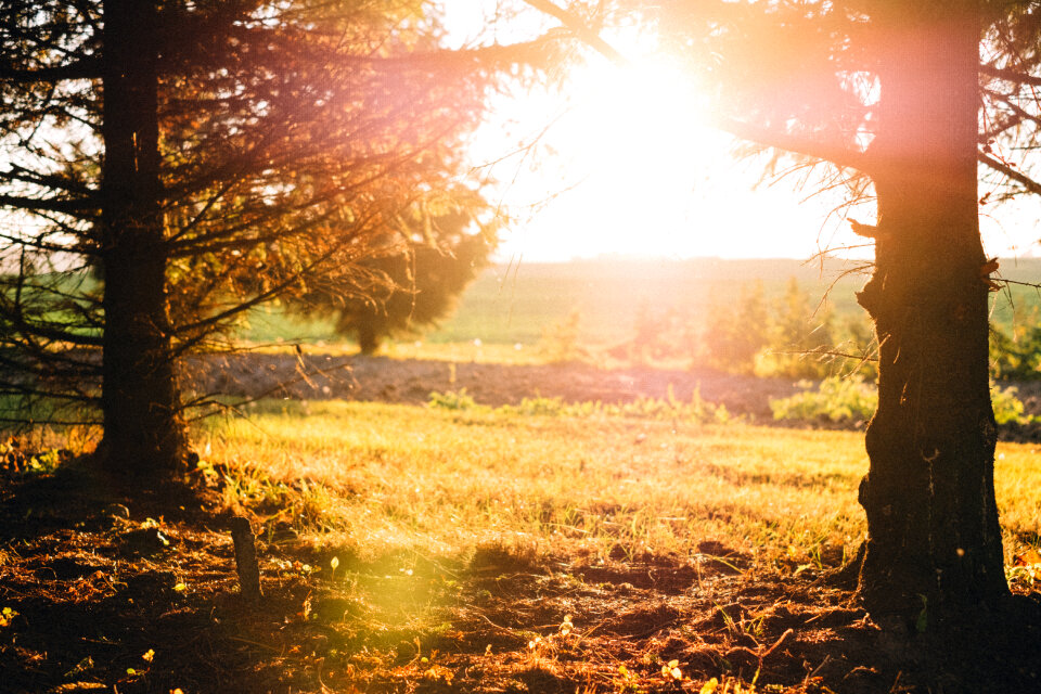 Spruce trunks in the autumn sunset light photo