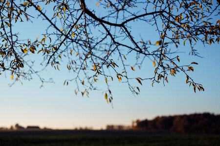 Autumn tree branches in the afternoon light photo