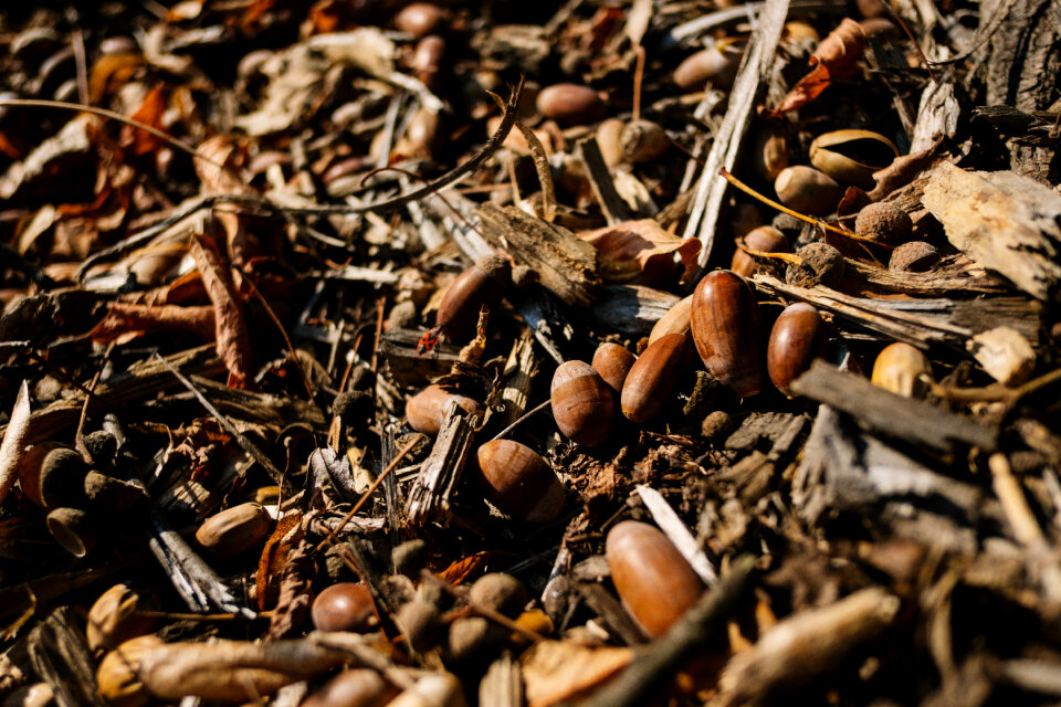 Acorns in the forest 2