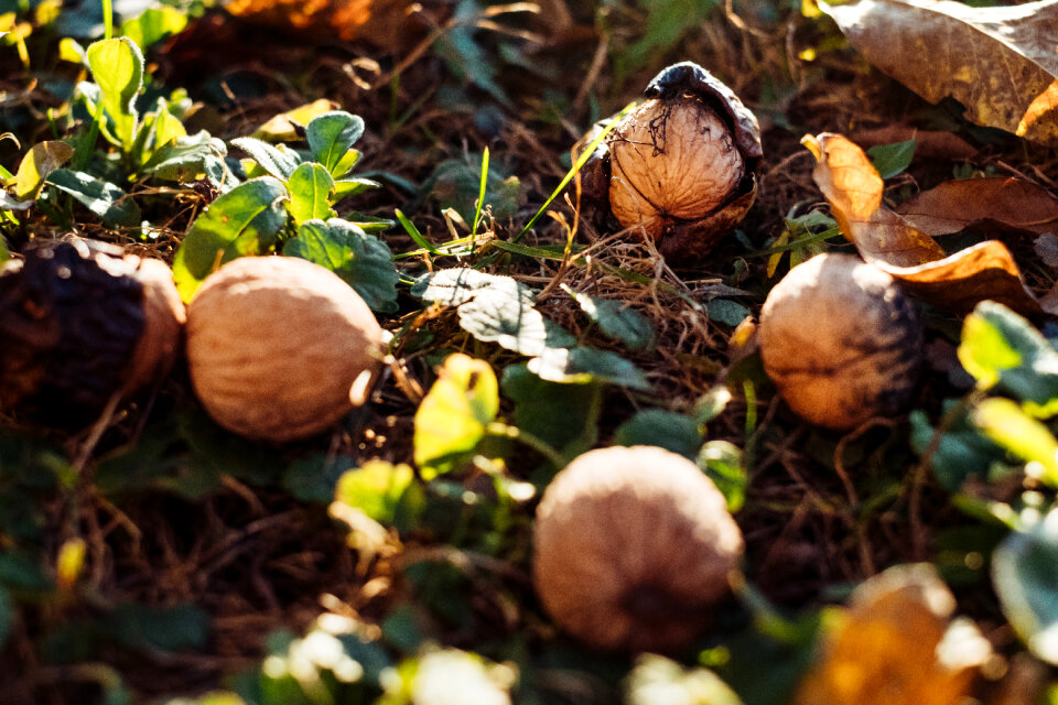 Walnuts on the ground