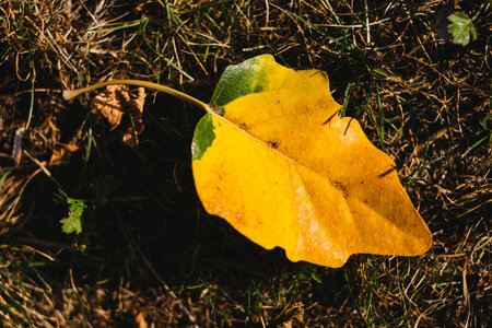 Yellow poplar leaf photo