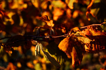 Autumn hazel tree branch photo