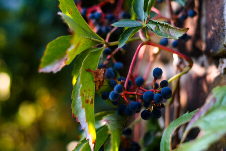 Dacorative grapes on a wall closeup