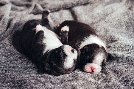 Newborn puppies sleeping 2 photo