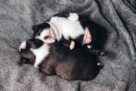 Newborn puppies sleeping photo
