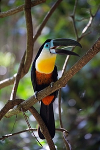 Bird wild tropical photo