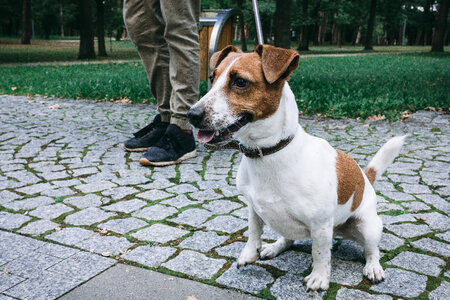 Jack Russell Terrier in the park 3 photo