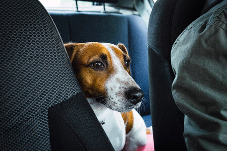 Jack Russell Terrier in the car closeup 2 photo