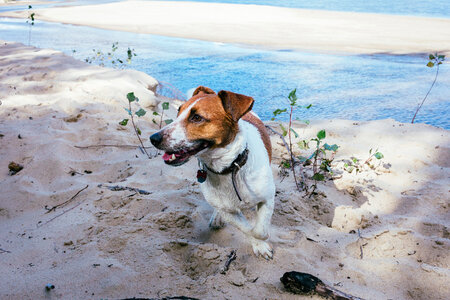 Jack Russell Terrier on a beach photo