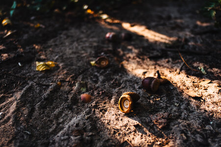 Acorns in the forest photo