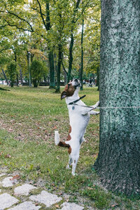 Jack Russell Terrier in the park 2 photo