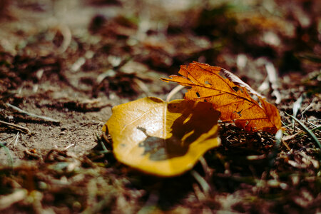 Autumn leaves 5 photo