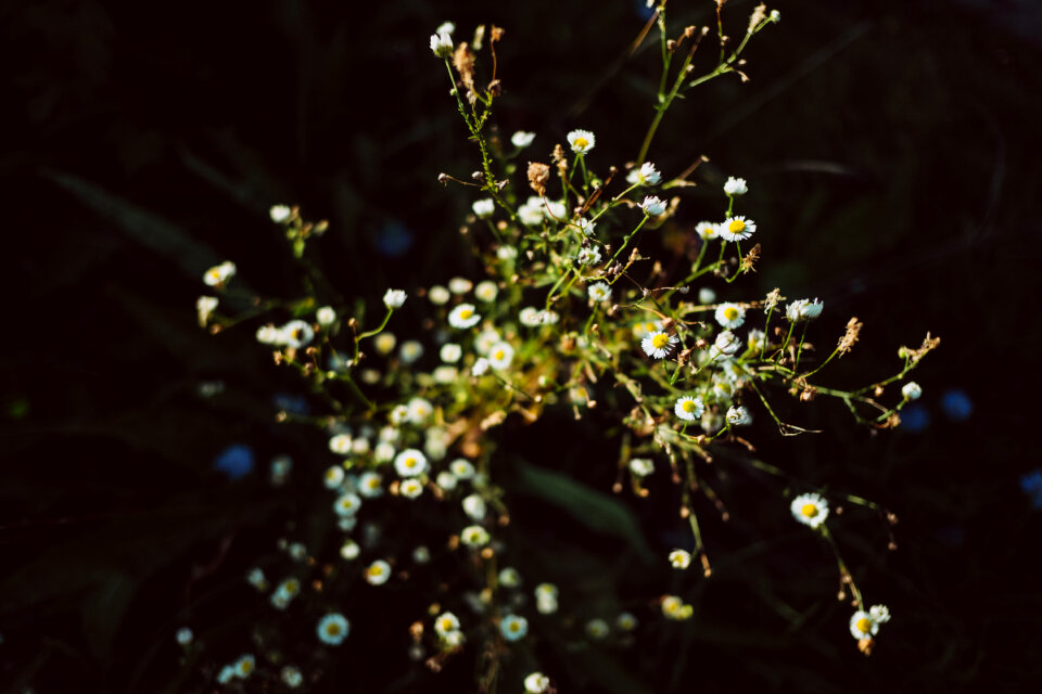 Tiny camomile flowers